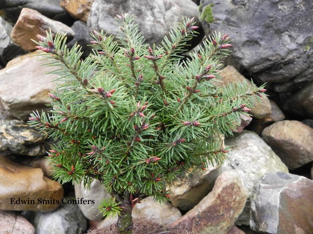 Pseudotsuga menziesii 'Elp Green'